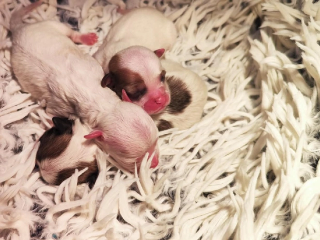 Coton de Tulear Welpe kaufen