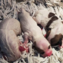 Promising litter males, white with markings Coton de Tulear Welpen kaufen