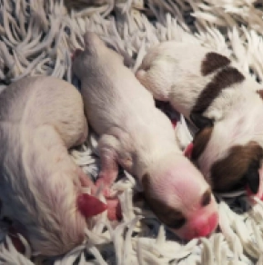 Coton de Tulear Welpe kaufen