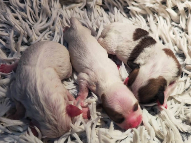 Coton de Tulear Welpe kaufen