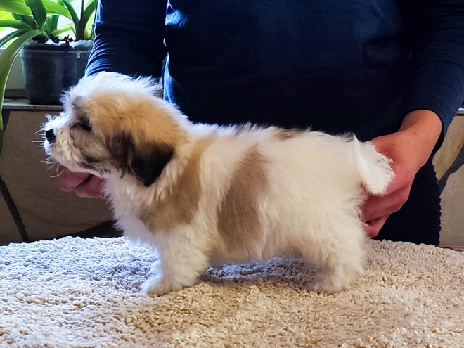Coton de Tulear Welpe kaufen