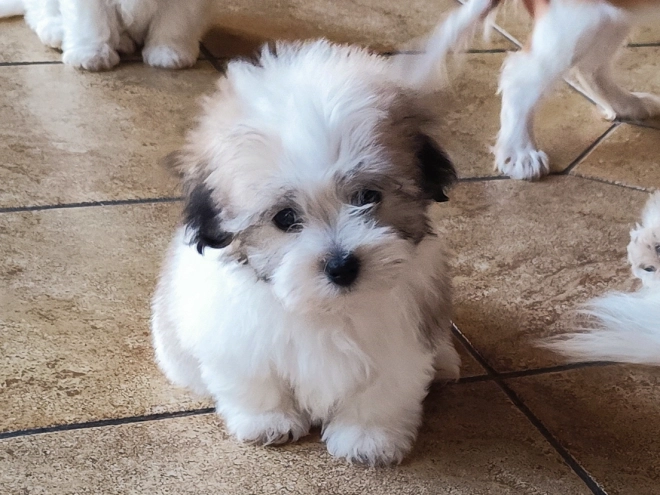 Coton de Tulear Welpe kaufen