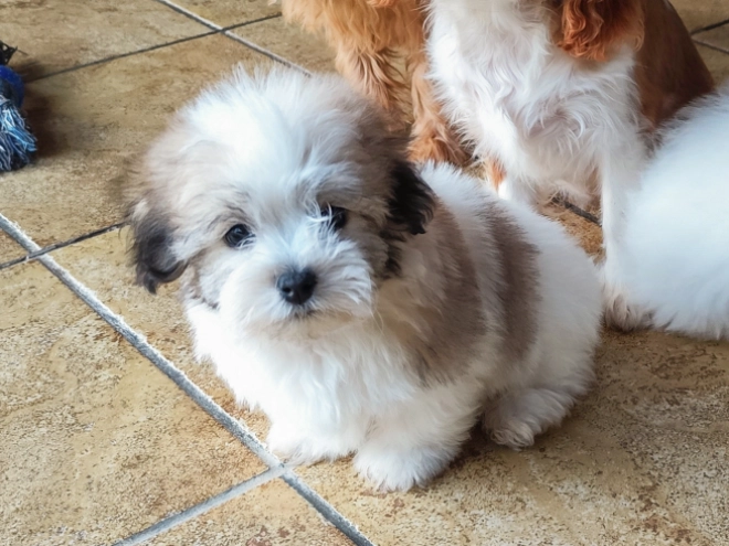 Coton de Tulear Welpe kaufen