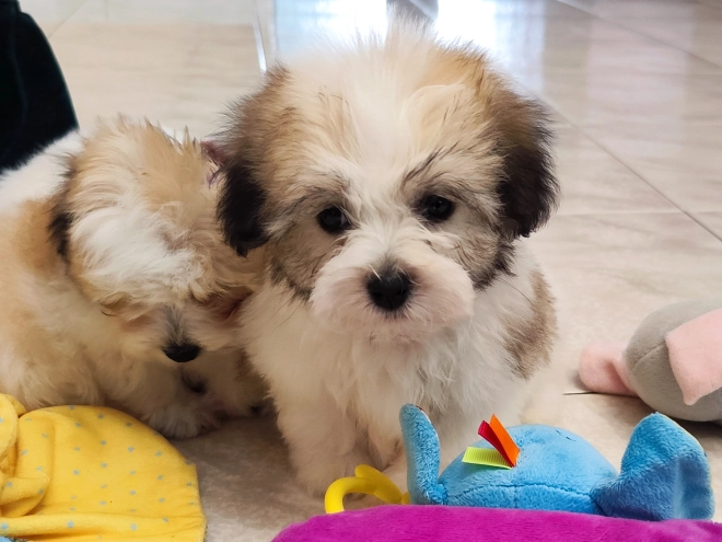 Coton de Tulear Welpe kaufen