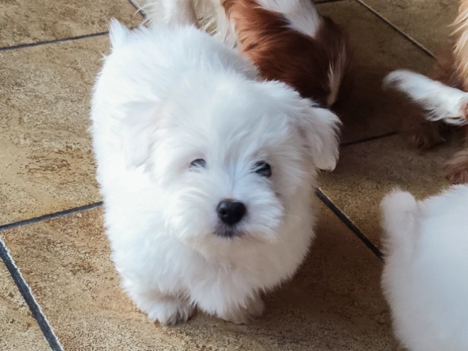 Coton de Tulear puppy for sale