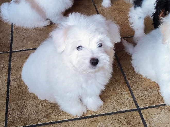 Coton de Tulear puppy for sale