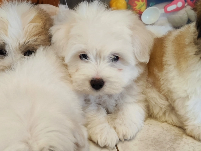 Coton de Tulear puppy for sale