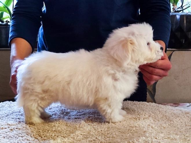 Coton de Tulear puppy for sale