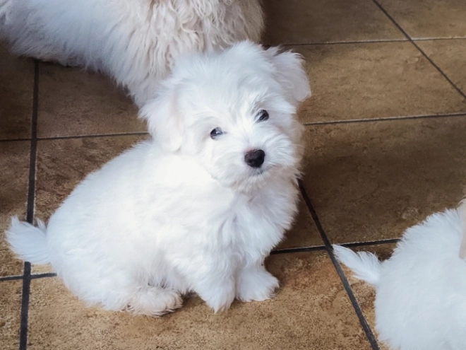 Coton de Tulear puppy for sale
