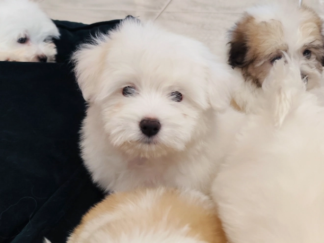 Coton de Tulear puppy for sale