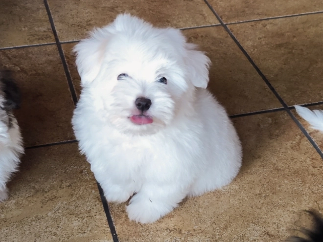 Coton de Tulear puppy for sale