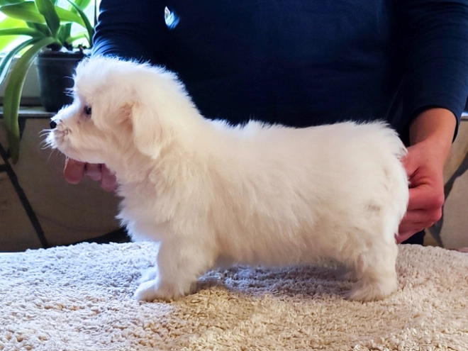 Coton de Tulear puppy for sale