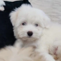 Gover, white Coton de Tulear for sale
