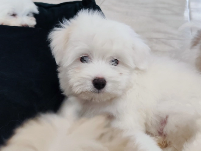Coton de Tulear puppy for sale