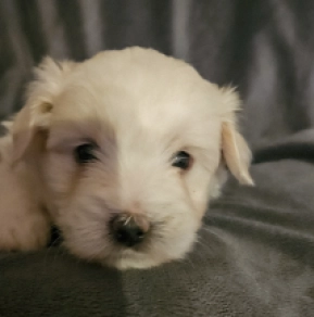 Coton de Tulear Welpe zu verkaufen