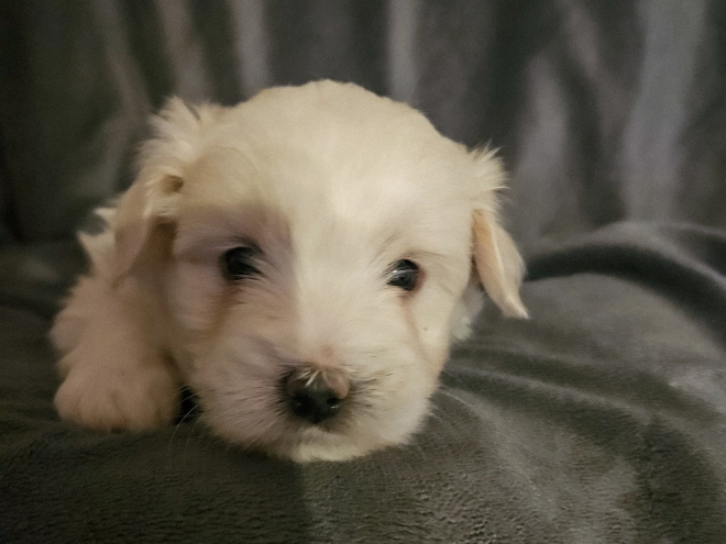 Coton de Tulear puppy for sale