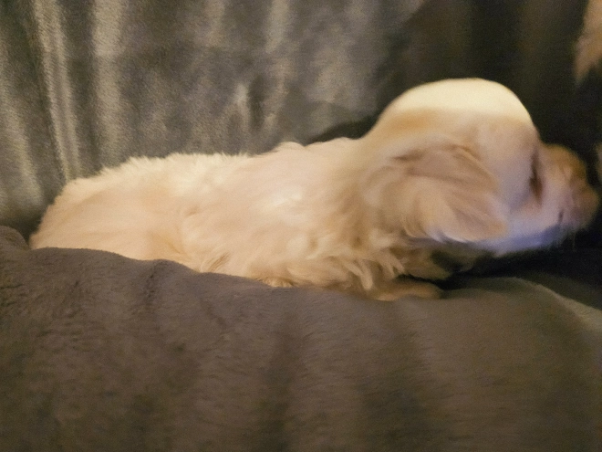 Coton de Tulear puppy for sale