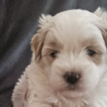 Coton de Tulear puppy for sale