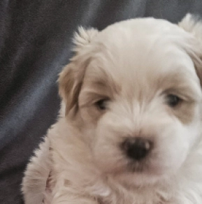 Coton de Tulear Welpe zu verkaufen