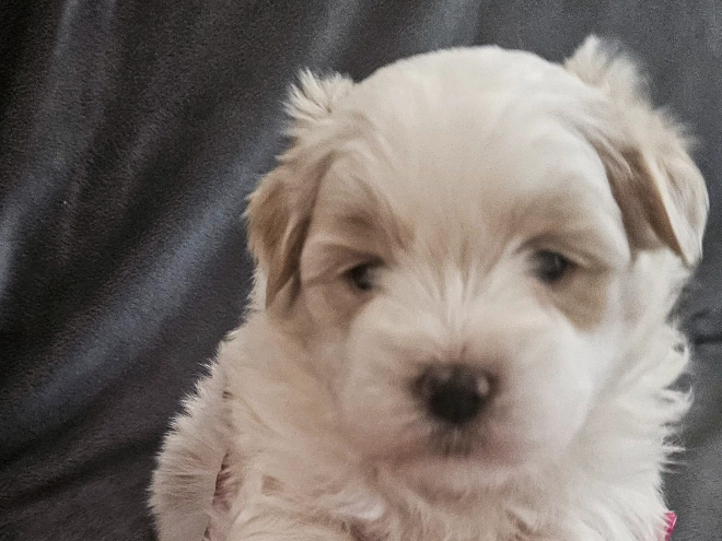 Coton de Tulear puppy for sale
