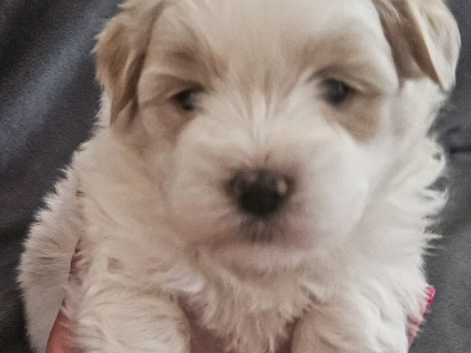Coton de Tulear puppy for sale