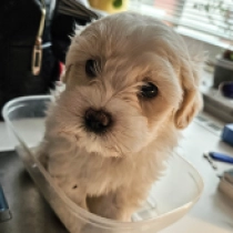Flacky, white with markings Coton de Tulear en venta