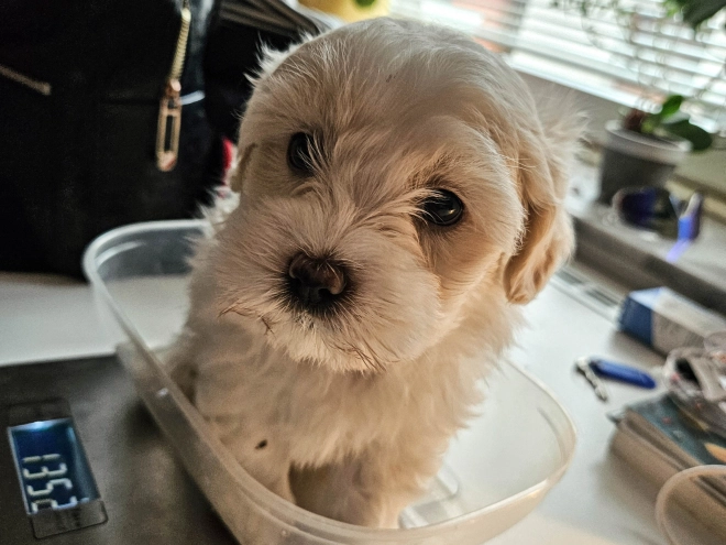Coton de Tulear Welpe kaufen