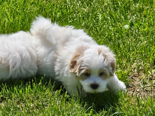 Coton de Tulear Welpe kaufen