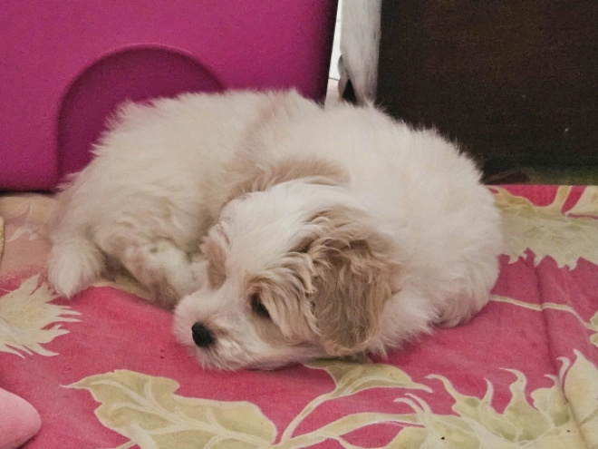 Coton de Tulear Welpe kaufen