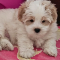 Flacky, white with markings Coton de Tulear en venta