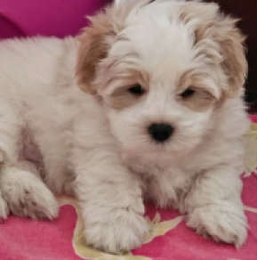 Coton de Tulear Welpe kaufen