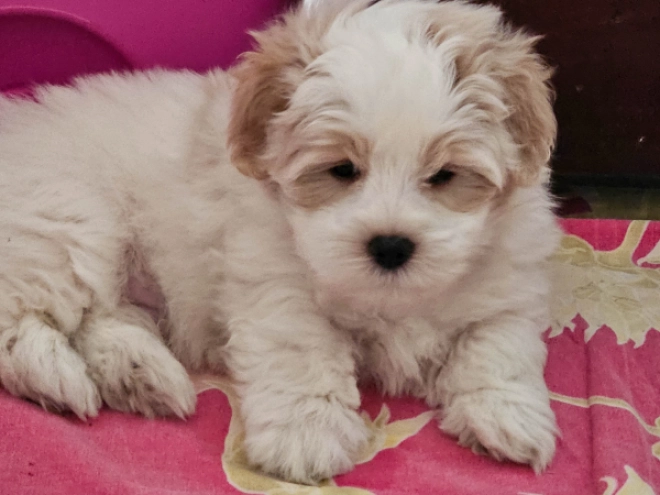 Coton de Tulear Welpe kaufen
