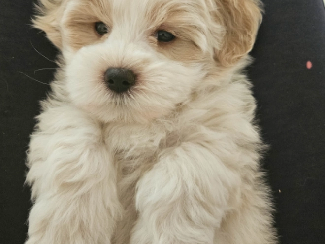 Coton de Tulear Welpe kaufen
