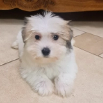 Perros Coton de Tulear en venta