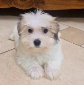 Perros Coton de Tulear en venta
