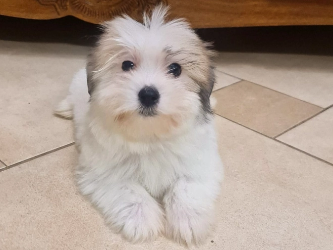 Perros Coton de Tulear en venta