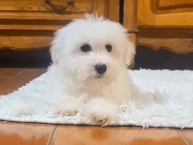 Coton de Tulear Welpe zu verkaufen