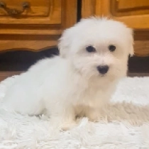 Perros Coton de Tulear en venta