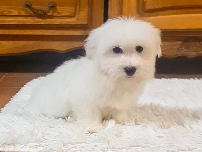 Coton de Tulear Welpe zu verkaufen