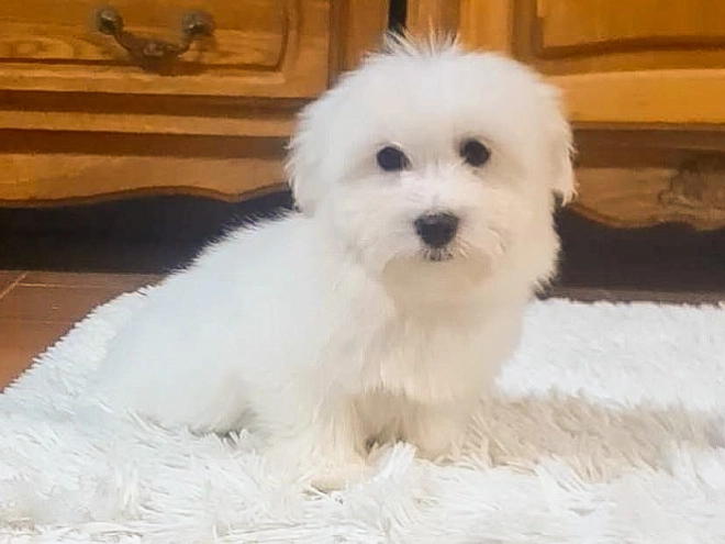 Coton de Tulear Welpe zu verkaufen