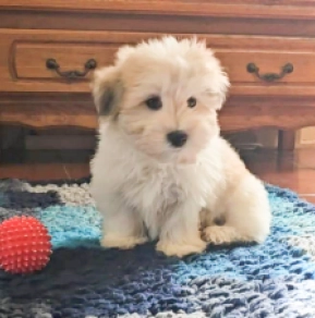 Perros Coton de Tulear en venta