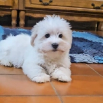 Tim, white Coton de Tulear for sale