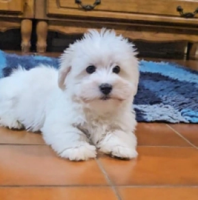 Perros Coton de Tulear en venta