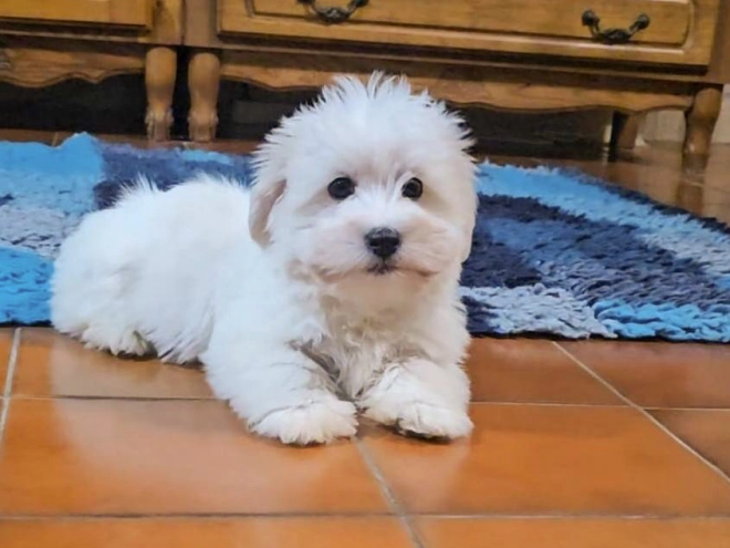 Coton de Tulear puppy for sale