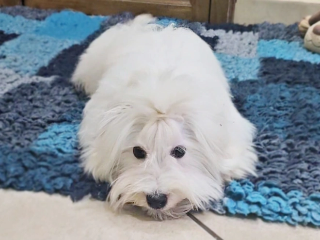 Coton de Tulear puppy for sale