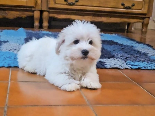 Coton de Tulear puppy for sale