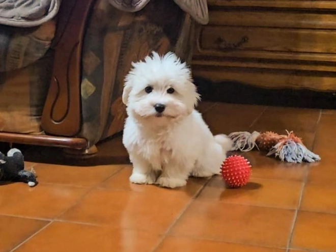 Coton de Tulear puppy for sale