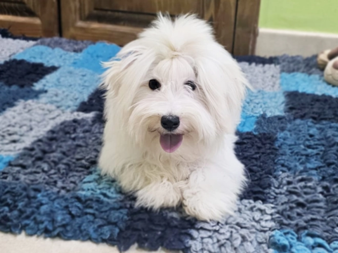 Coton de Tulear puppy for sale