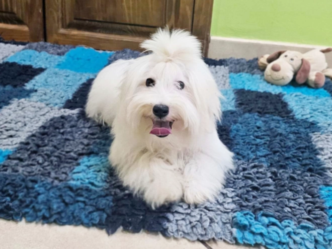 Coton de Tulear puppy for sale