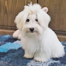 Tim, white Coton de Tulear for sale